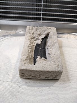 福井県立恐竜博物館に投稿された画像（2025/10/14）