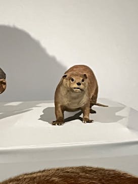 特別展「氷河期展 〜人類が見た4万年前の世界〜」（国立科学博物館）に投稿された画像（2025/10/14）