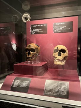 特別展「氷河期展 〜人類が見た4万年前の世界〜」（国立科学博物館）に投稿された画像（2025/10/14）