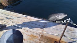 うみたま体験パーク 「つくみイルカ島」に投稿された画像（2025/10/14）