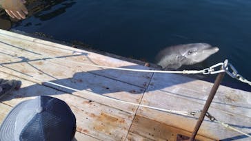 うみたま体験パーク 「つくみイルカ島」に投稿された画像（2025/10/14）