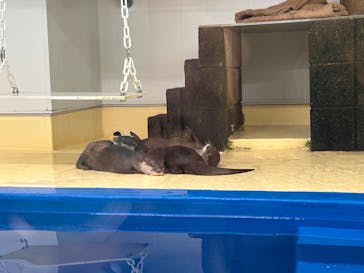 越前松島水族館に投稿された画像（2025/10/14）