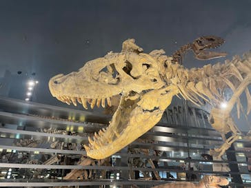 福井県立恐竜博物館に投稿された画像（2025/10/14）