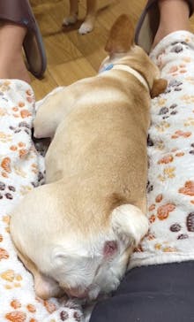 いぬカフェRio 浅草店に投稿された画像（2025/10/14）