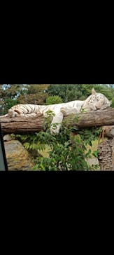 群馬サファリパークに投稿された画像（2025/10/14）