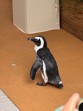 マクセル アクアパーク品川に投稿された画像（2025/10/14）