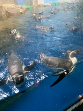 新江ノ島水族館に投稿された画像（2025/10/14）