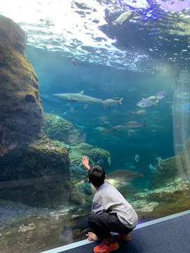 新江ノ島水族館に投稿された画像（2025/10/14）