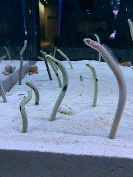 すみだ水族館に投稿された画像（2025/10/14）