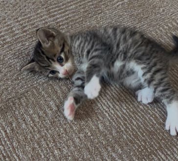 Pig a Booに投稿された画像（2025/10/14）