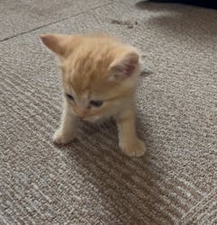 Pig a Booに投稿された画像（2025/10/14）