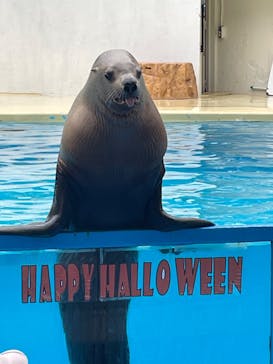 伊豆・三津シーパラダイスに投稿された画像（2025/10/14）