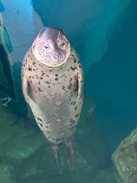 しながわ水族館に投稿された画像（2025/10/14）