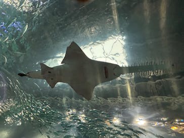 マクセル アクアパーク品川に投稿された画像（2025/10/14）