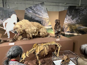 特別展「氷河期展 〜人類が見た4万年前の世界〜」（国立科学博物館）に投稿された画像（2025/10/14）