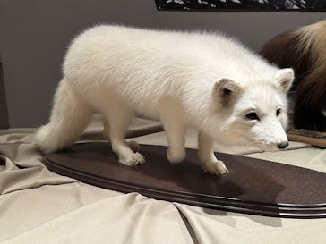 特別展「氷河期展 〜人類が見た4万年前の世界〜」（国立科学博物館）に投稿された画像（2025/10/14）