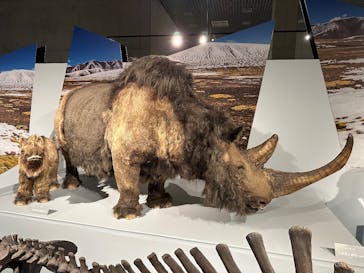 特別展「氷河期展 〜人類が見た4万年前の世界〜」（国立科学博物館）に投稿された画像（2025/10/14）