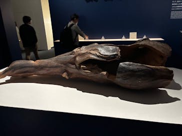 正倉院 THE SHOW ―感じる。いま、ここにある奇跡―　@上野の森美術館に投稿された画像（2025/10/14）