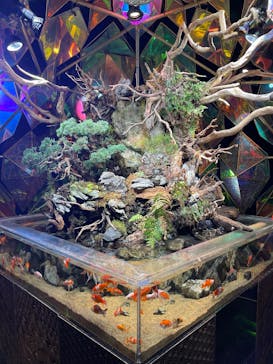 NARA KINGYO MUSEUMに投稿された画像（2025/10/14）