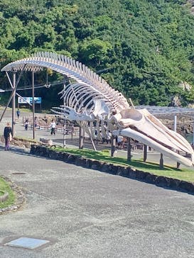 太地町立くじらの博物館に投稿された画像（2025/10/14）