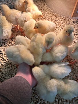 Moff animal cafe iias つくば店に投稿された画像（2025/10/14）