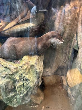 新江ノ島水族館に投稿された画像（2025/10/14）