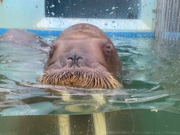 ゼロ距離水族館 伊勢シーパラダイスに投稿された画像（2025/10/14）