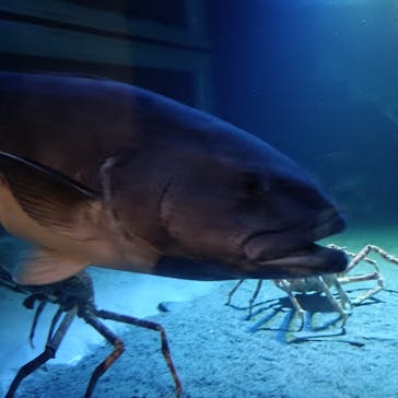 環境水族館アクアマリンふくしまに投稿された画像（2025/10/14）