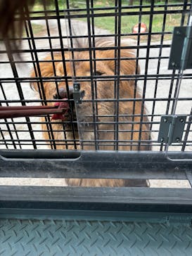 群馬サファリパークに投稿された画像（2025/10/14）