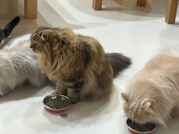 Cat Café MOFF 枚方モール店に投稿された画像（2025/10/14）