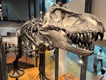 福井県立恐竜博物館に投稿された画像（2025/10/14）