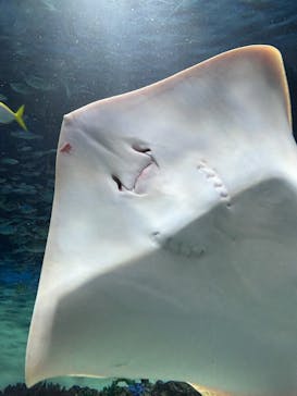 サンシャイン水族館に投稿された画像（2025/10/14）