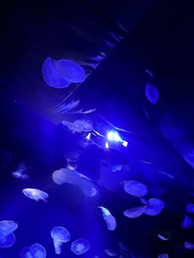 サンシャイン水族館に投稿された画像（2025/10/14）