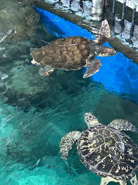 名古屋港水族館に投稿された画像（2025/10/15）