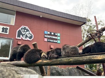 のぼりべつクマ牧場に投稿された画像（2025/10/15）