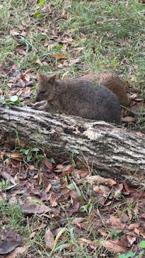 こども動物自然公園（埼玉県公園緑地協会）に投稿された画像（2025/10/15）