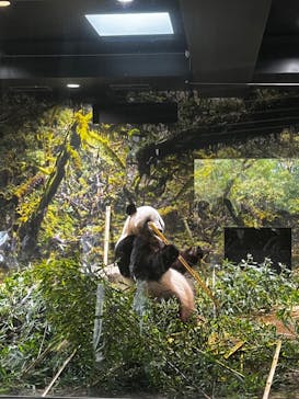 恩賜上野動物園に投稿された画像（2025/10/15）