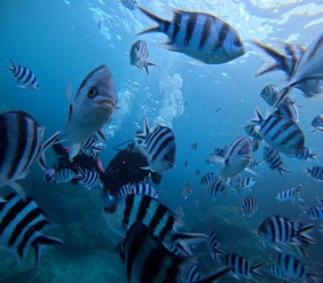 沖縄マリンサービス碧に投稿された画像（2025/10/15）