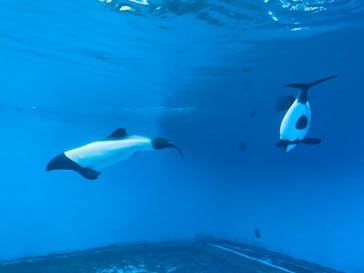 仙台うみの杜水族館に投稿された画像（2025/10/15）