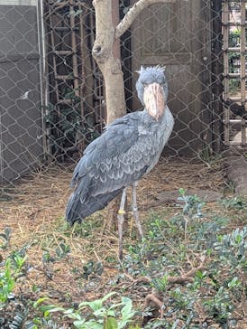 恩賜上野動物園に投稿された画像（2025/10/15）