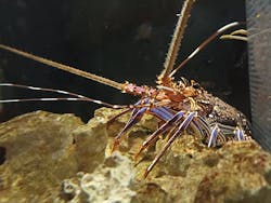 すさみ町立エビとカニの水族館に投稿された画像（2025/10/15）