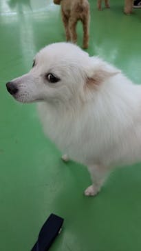 つくばわんわんランドに投稿された画像（2025/10/15）