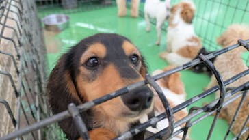 つくばわんわんランドに投稿された画像（2025/10/15）