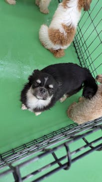 つくばわんわんランドに投稿された画像（2025/10/15）