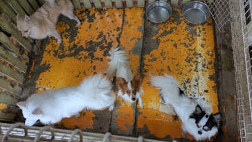 つくばわんわんランドに投稿された画像（2025/10/15）