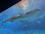 沖縄美ら海水族館に投稿された画像（2025/10/15）