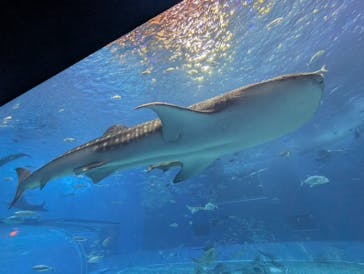 沖縄美ら海水族館に投稿された画像（2025/10/15）