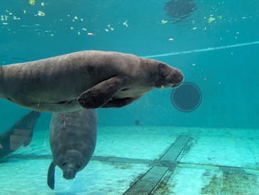 沖縄美ら海水族館に投稿された画像（2025/10/15）