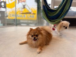 いぬカフェRio 原宿竹下通り店に投稿された画像（2025/10/15）