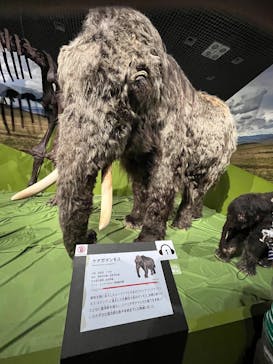 特別展「氷河期展 〜人類が見た4万年前の世界〜」（国立科学博物館）に投稿された画像（2025/10/15）